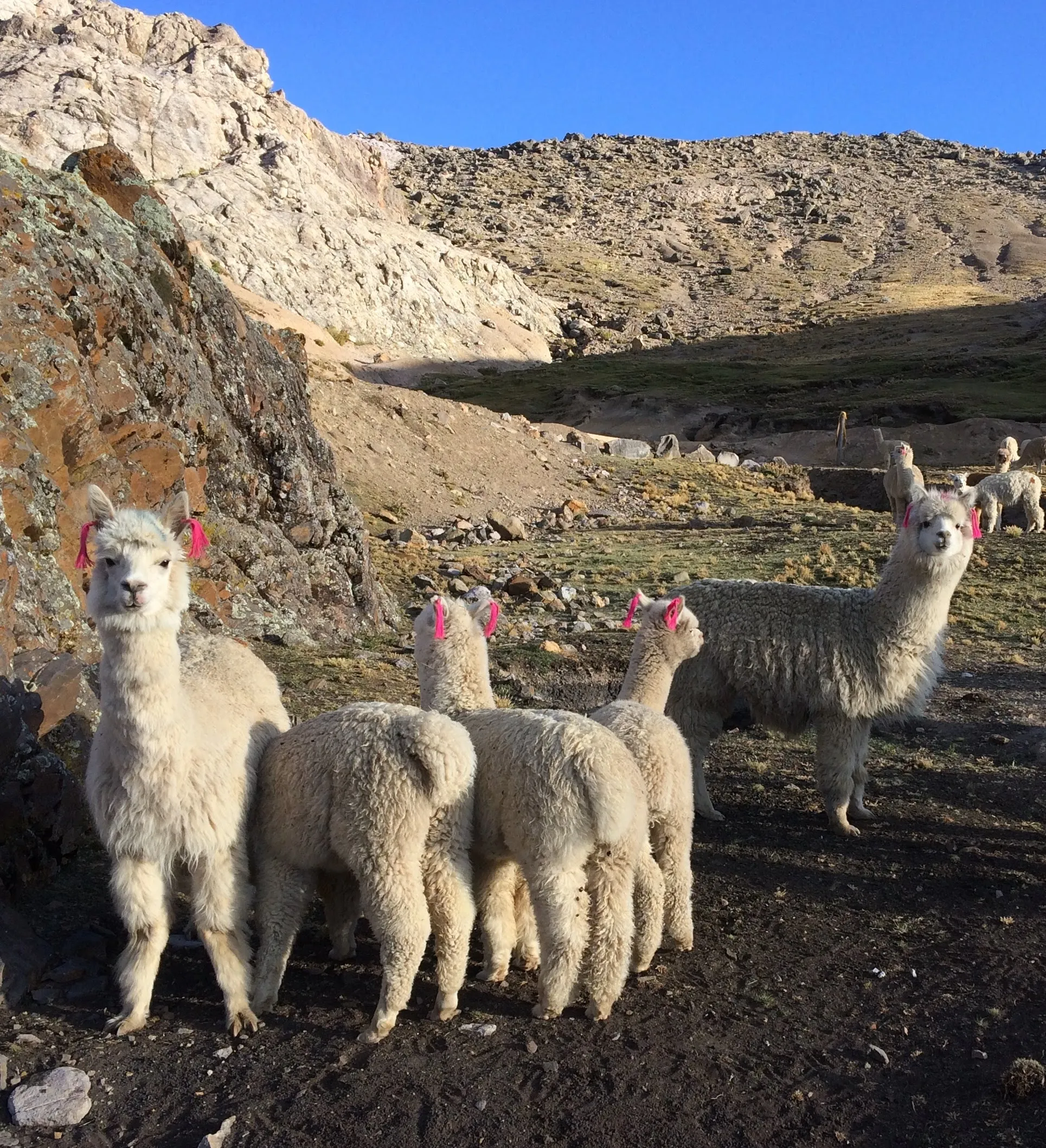 Las Manuelas artisans raise alpacas and cherish their luxurious wool.