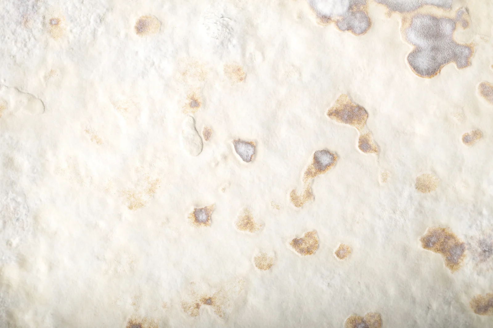 Mycelium Small Wall Panel — 2