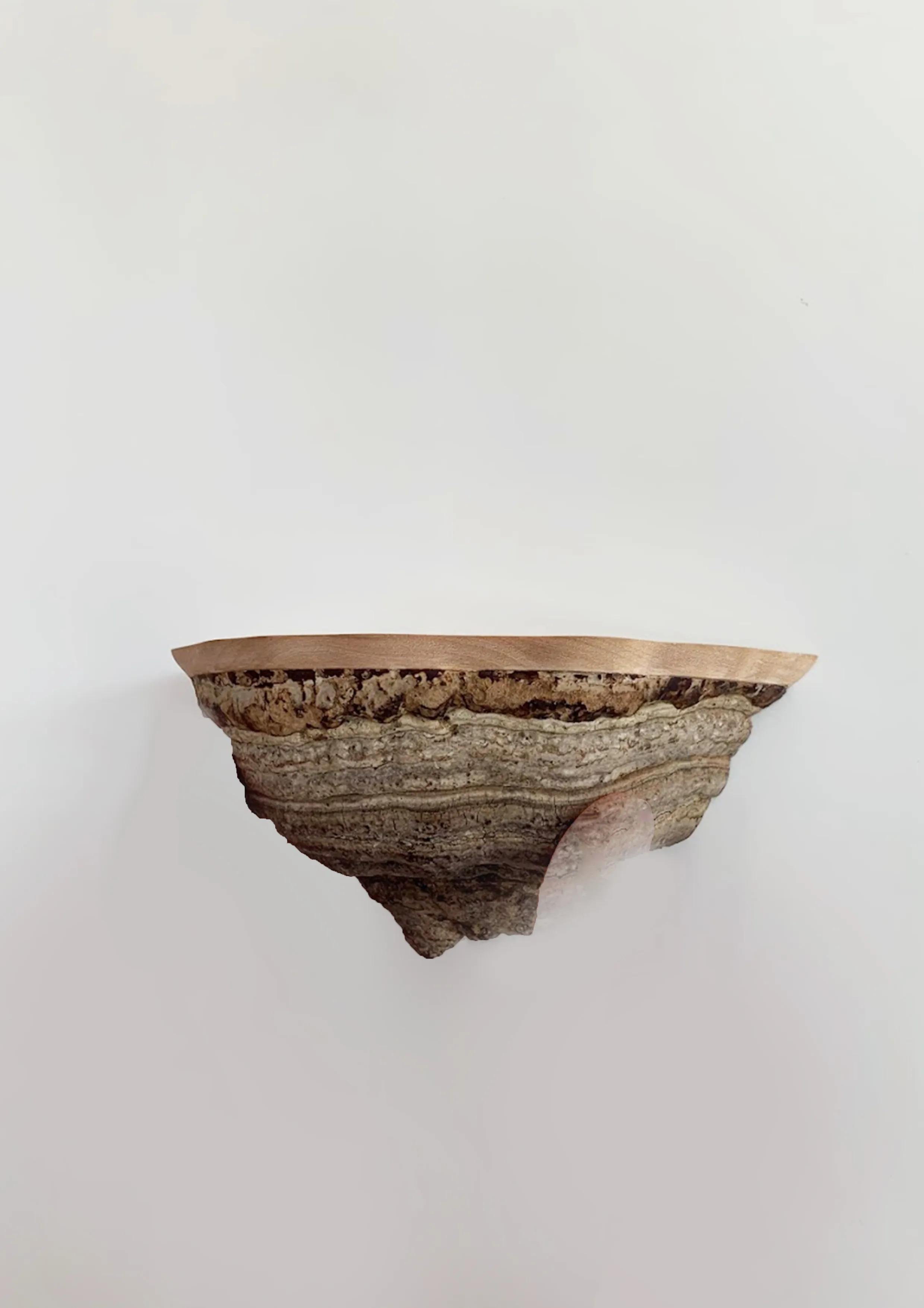 Ticka – Fungi Wall Shelf