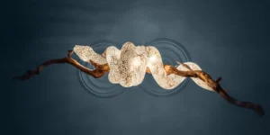 The Staff of Asclepius Ceiling Lamp in a glowing snake form wrapped around a weathered pine branch, front view.