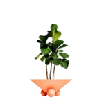 Planters